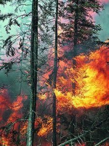 森林火災 森林火災