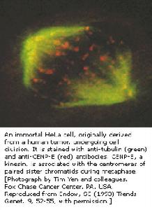 基因疾病 基因疾病