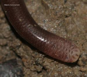 恆春盲蛇 恆春盲蛇