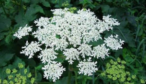 短毛牛防風 短毛牛防風