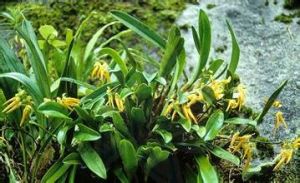 墨脫石豆蘭 墨脫石豆蘭