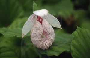 台灣杓蘭 台灣杓蘭