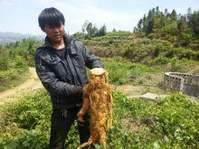 農民在收穫葛根