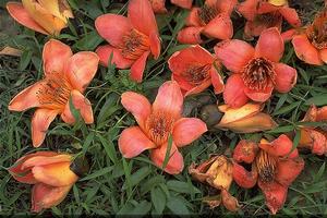 （圖）紅色野麻花