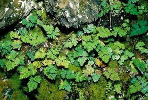 台灣粉背蕨 台灣粉背蕨