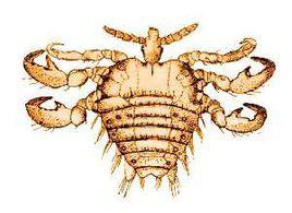 男性陰虱 男性陰虱