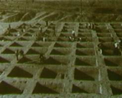 廟底溝遺址 廟底溝遺址