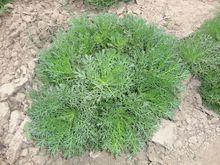 蓍草幼苗 新鮮蓍草占卜蓍草