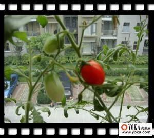 西紅柿減肥 西紅柿減肥