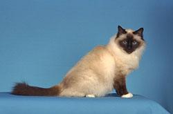 藍色虎斑重點色貓