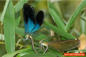 透頂單脈色蟌 透頂單脈色蟌