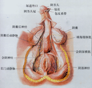 性器官