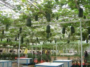 壽光菜博會 壽光菜博會