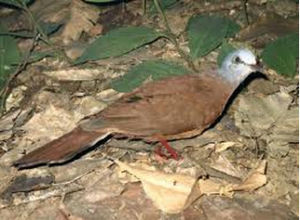 藍頭森鳩 藍頭森鳩