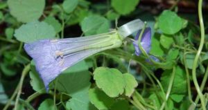 毛細鐘花 毛細鐘花