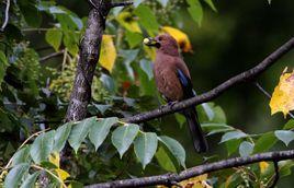 松鴉西藏亞種 松鴉西藏亞種