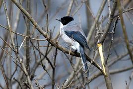 黑頭奇鶥 黑頭奇鶥