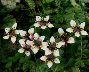 棒蕊虎耳草 棒蕊虎耳草