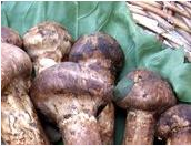 鄉城松茸 鄉城松茸