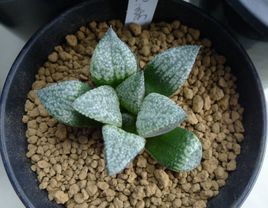 獨尾草科 獨尾草科