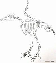 圖片2&middot;六齒大嘴鳥骨骼圖