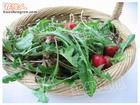 涼拌苦菜 涼拌苦菜