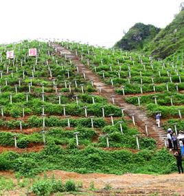 貴州省人民政府關於完善退耕還林政策的意見 貴州省人民政府關於完善退耕還林政策的意見