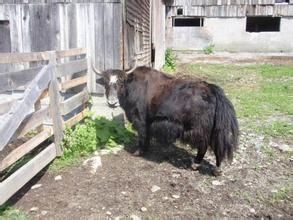 無腔動物門 無腔動物門