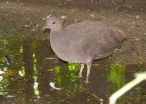 伯氏穴(共鳥) 伯氏穴(共鳥)