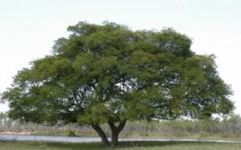 紅皮象耳豆 紅皮象耳豆