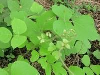 金佛山老鸛草 金佛山老鸛草