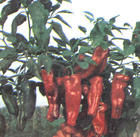 新椒4號 新椒4號