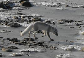 北極狐斯瓦爾巴特群島亞種