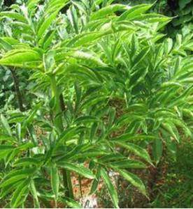 珠芽磨芋 珠芽磨芋