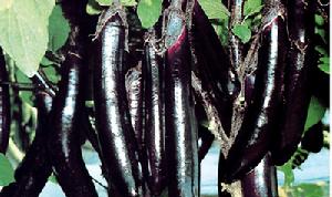 豐茄一號 豐茄一號