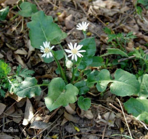 尖齒艾納香 尖齒艾納香