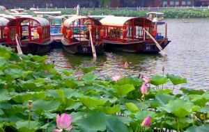 什剎海野鴨島遊船