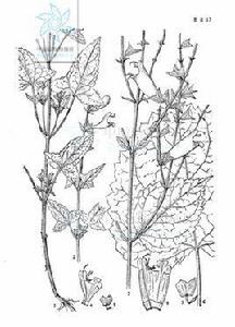 黃鼠狼花 黃鼠狼花