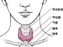 三碘甲狀腺原氨酸(T3) 三碘甲狀腺原氨酸(T3)