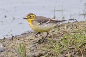 小鸊鷉新疆亞種 小鸊鷉新疆亞種