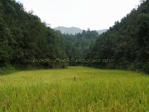 《我們的田野》