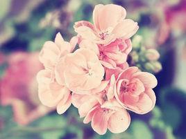 小花兒如果知道 小花兒如果知道