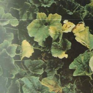 甜瓜萎蔫病 甜瓜萎蔫病