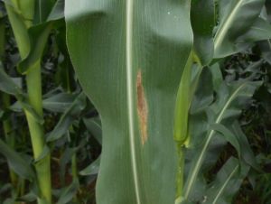 玉米大孢指疫霉瘋頂病 玉米大孢指疫霉瘋頂病
