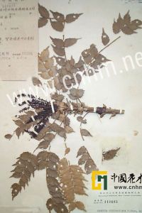 靖西十大功勞 靖西十大功勞