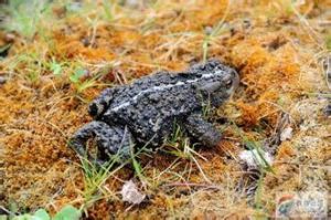 西藏蟾蜍 西藏蟾蜍