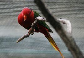 約瑟氏吸蜜鸚鵡庫克羅普斯山亞種