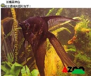 黑鰭光鰓魚