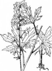 拉薩翠雀花 拉薩翠雀花