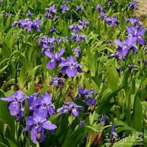 青海鳶尾子 青海鳶尾子